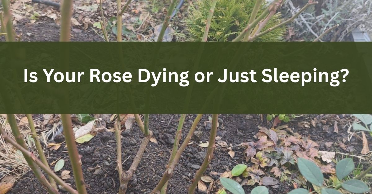 Rose Dormancy in Winter