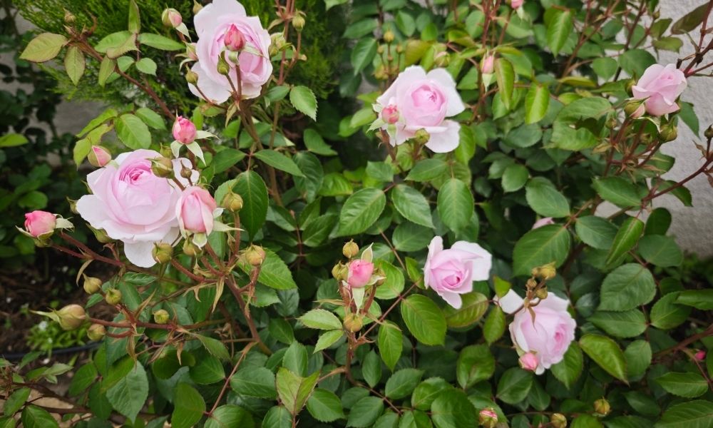 Master organic June rose care for zones 6–8: deadheading, biological sprays, deep watering, and pest scouting. Keep your roses blooming until frost.