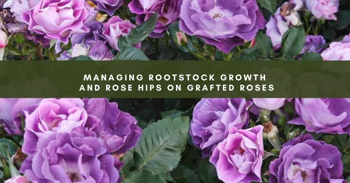 Managing Rootstock Growth and Rose Hips on Grafted Roses