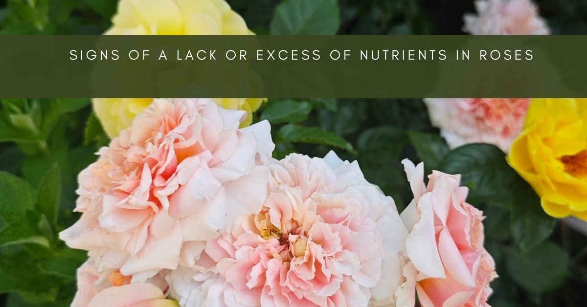 Nutrients in Roses