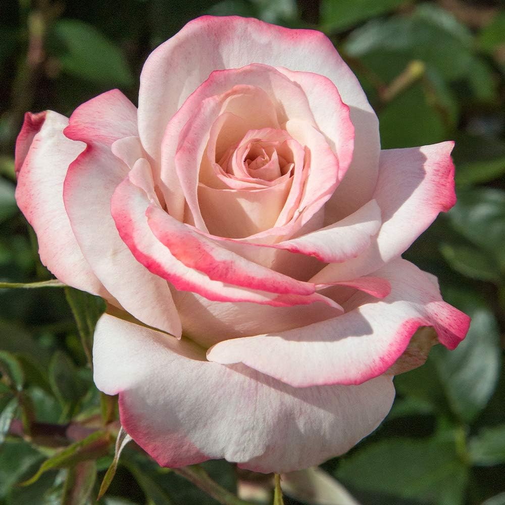 Pinkerbelle rose