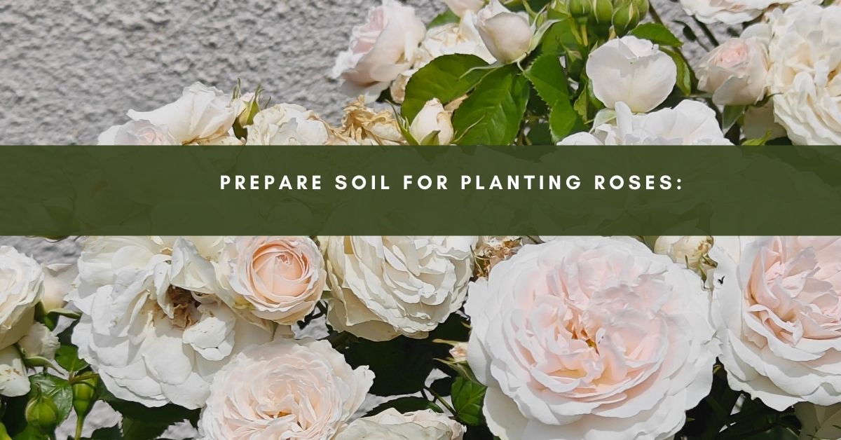 Prepare Soil for Planting Roses: