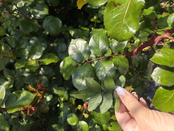 How to Remove Rootstock Suckers Properly