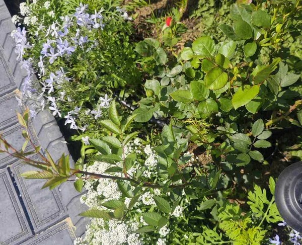 Rootstock Growth and Rose