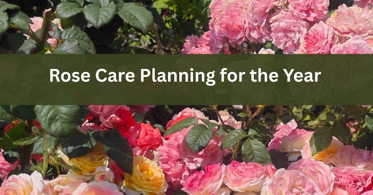 Rose Care Planning for the Year