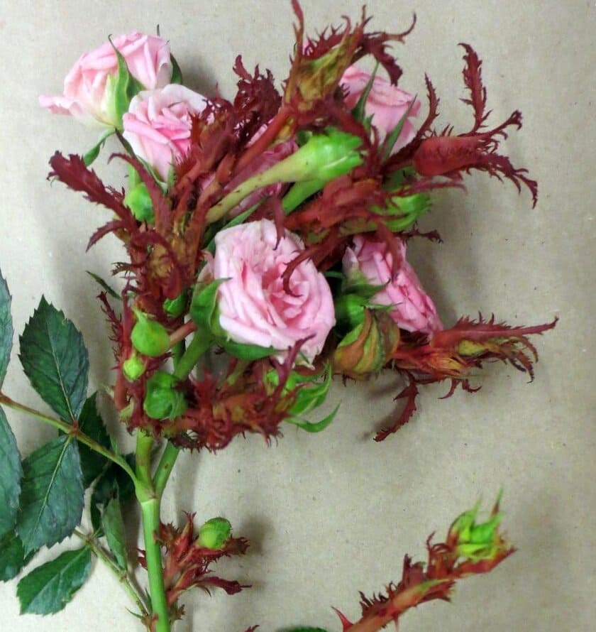 Rose rosette disease