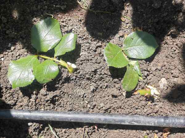 Healthy rose cuttings ready to plant