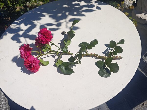 Growing Roses From Cuttings