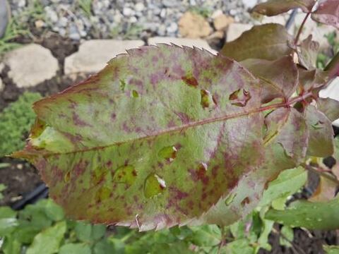 Symptoms of Downy Mildew