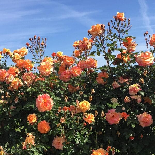 Tangerine Skies rose