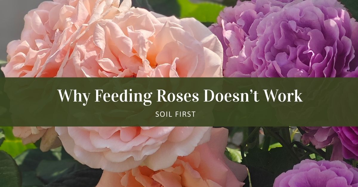 Feeding Roses in the Spring