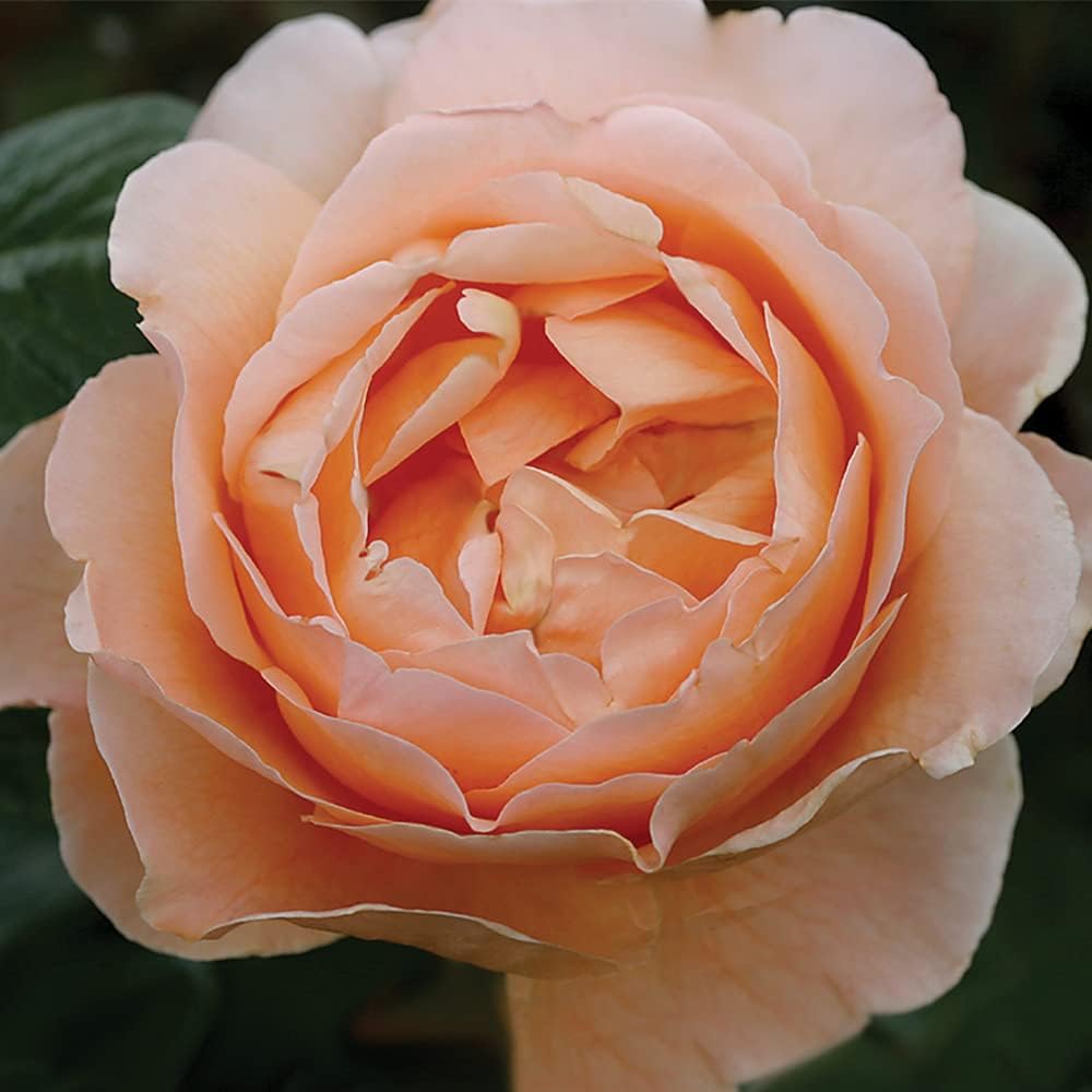 Abbaye de Cluny rose