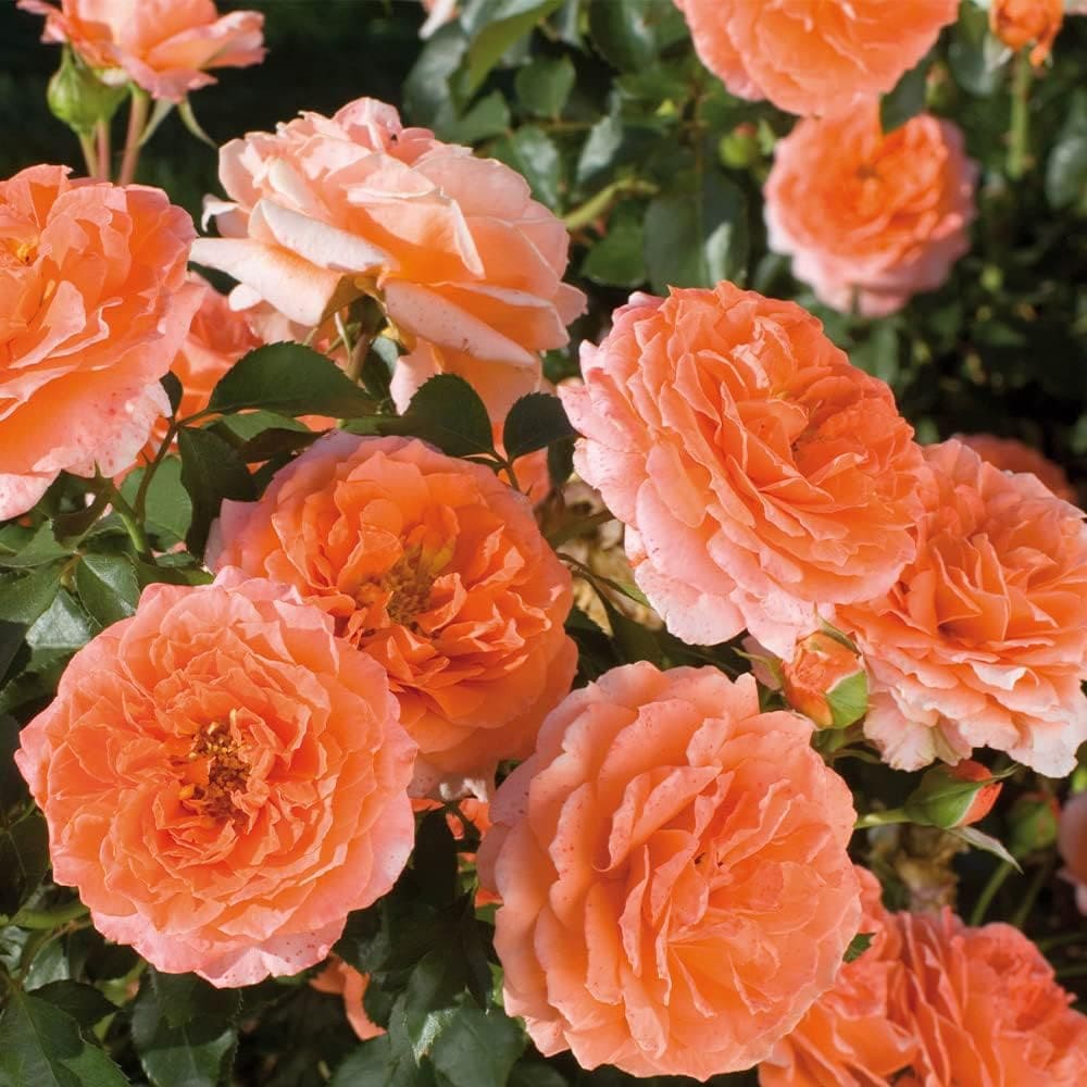 Adobe Sunrise rose