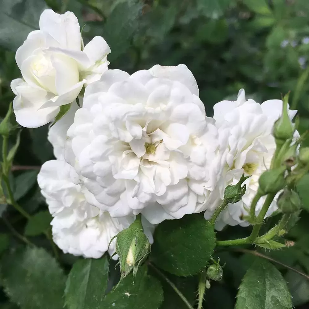 Alba Meidiland rose