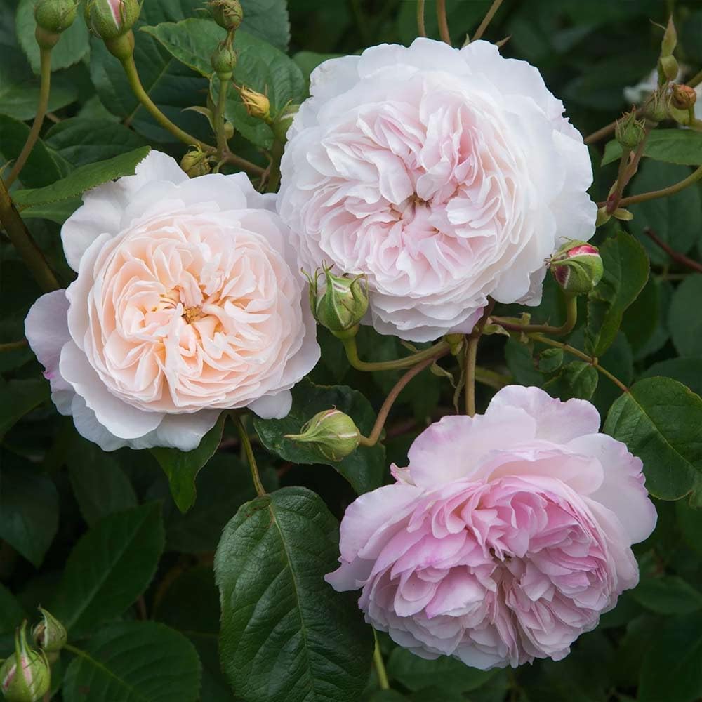 The Albrighton rose