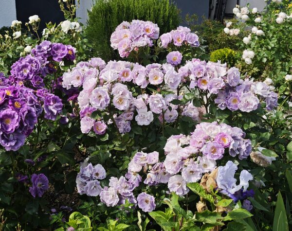 Ann Devis rose garden