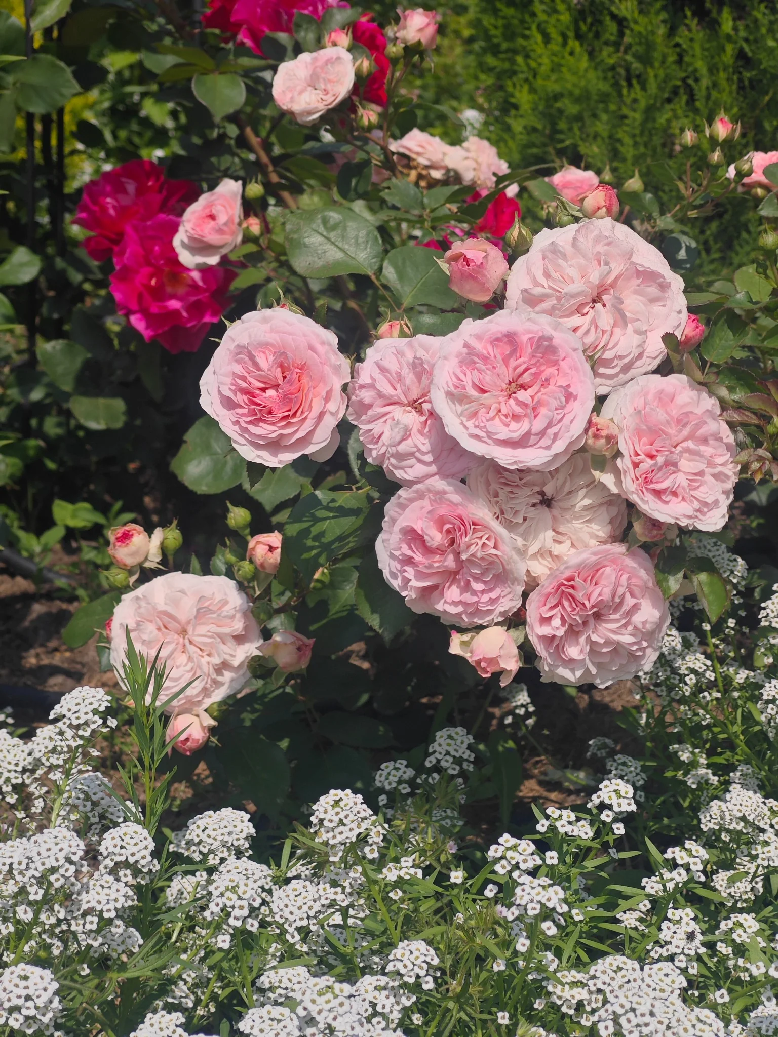 Soft pink cluster roses blooming above a drift of white alyssum in a summer border