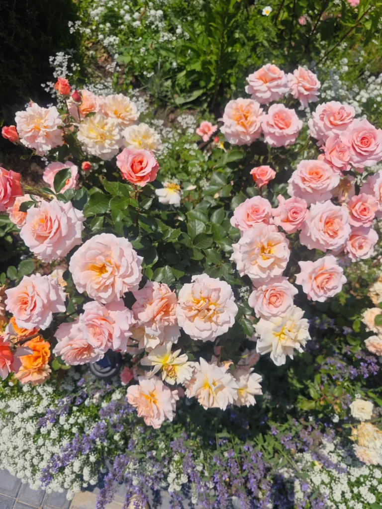 Abundant salmon-pink roses with apricot tones, surrounded by alyssum and lavender