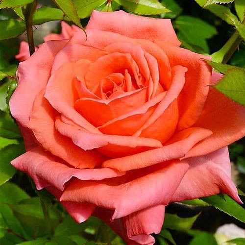 Anne Vanderlove Rose