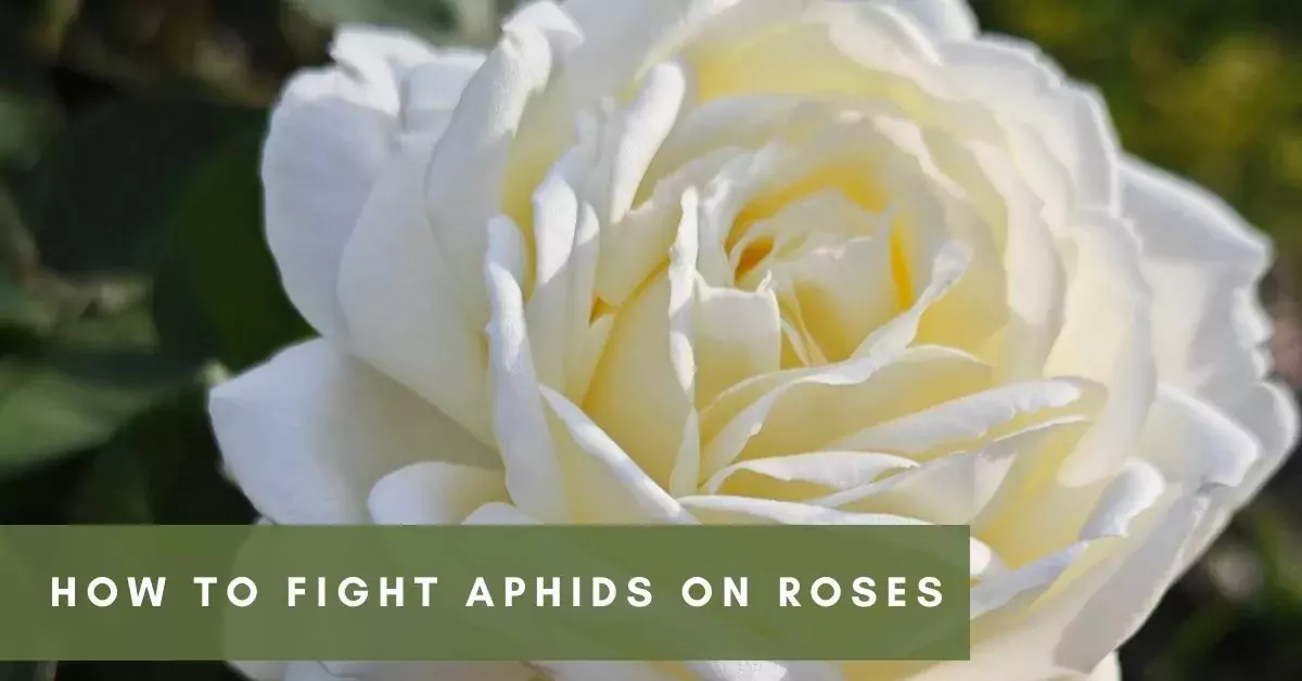 to Fight Aphids on Roses