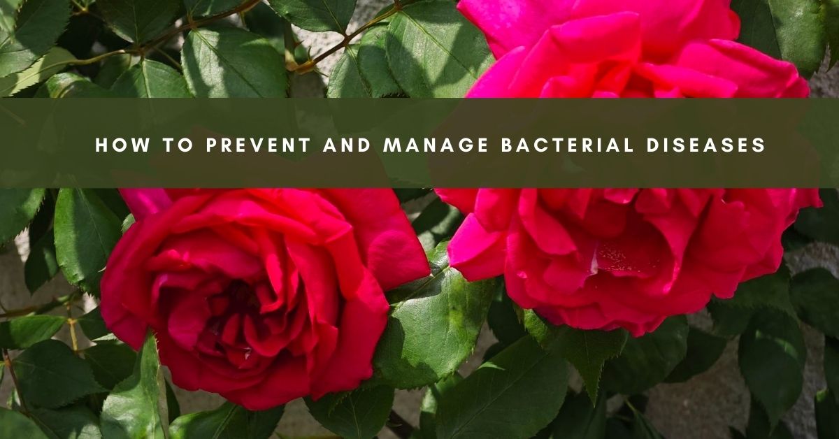 Bacterial Diseases in Roses