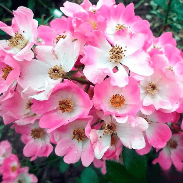 Beautiful shade-tolerant roses blooming in a shaded garden