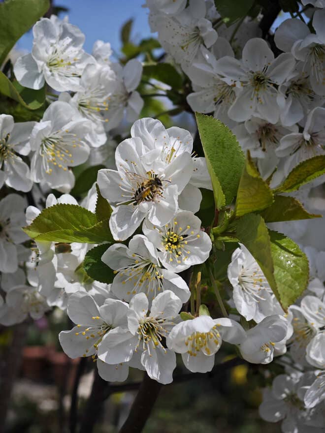 Insects in the Rose Garden