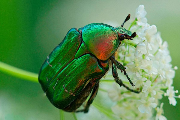 how to get rid of beetles on rose bushes