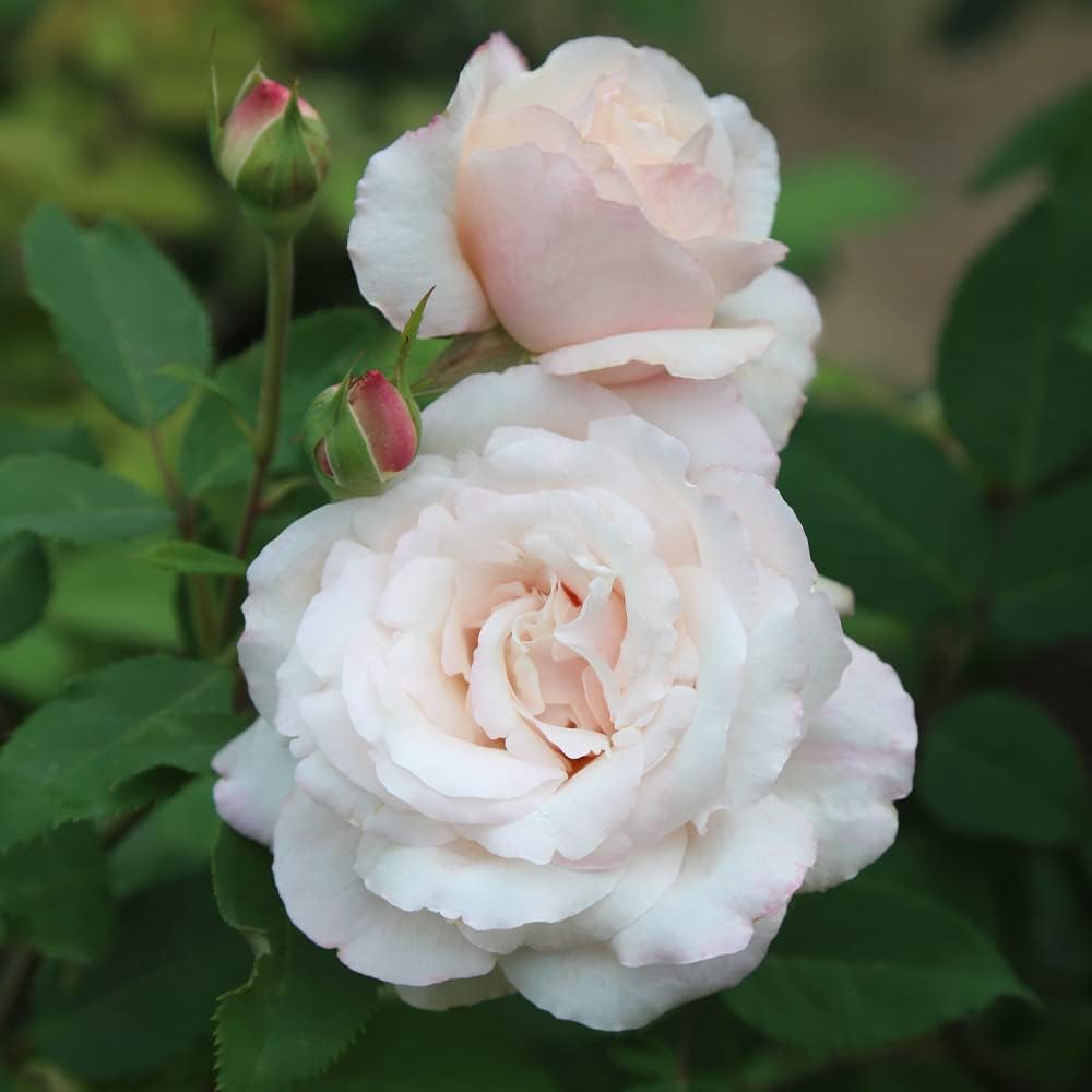 Belinda's Blush rose