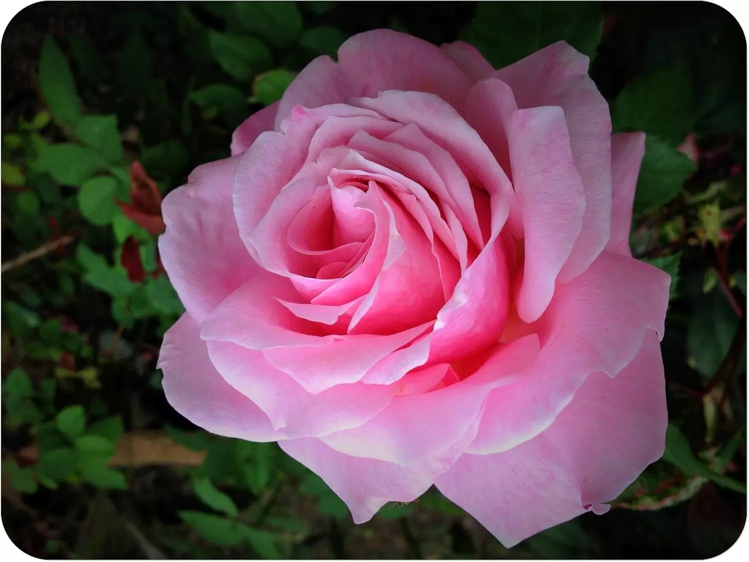 rose gardening