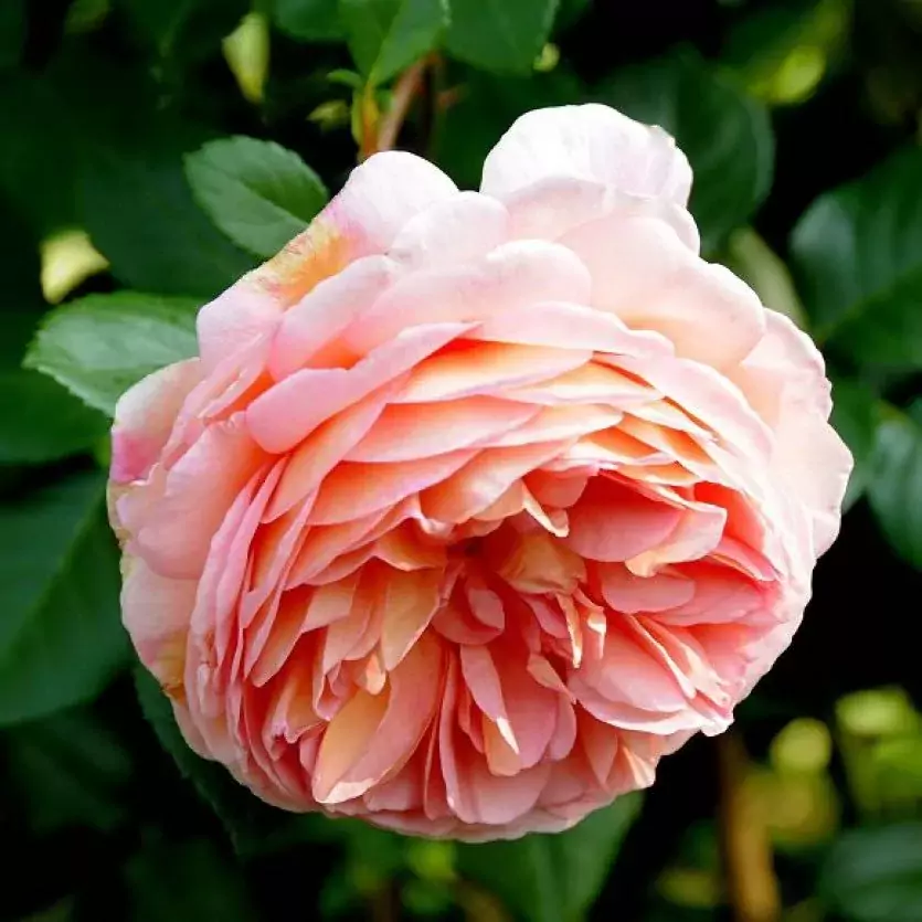 Alexandrine rose