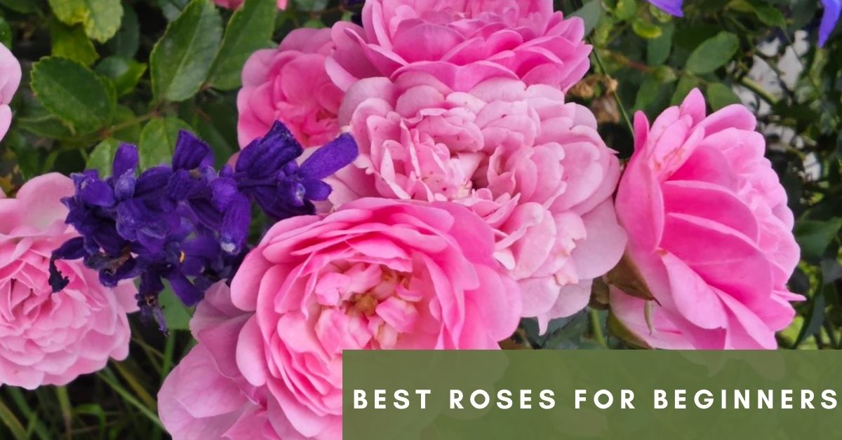 best roses for beginners