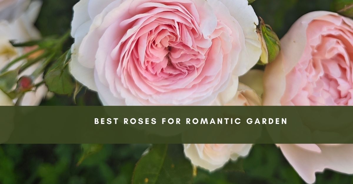 Romantic garden setting with enchanting roses in bloom