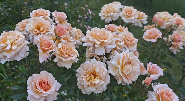 rose biostimulants
