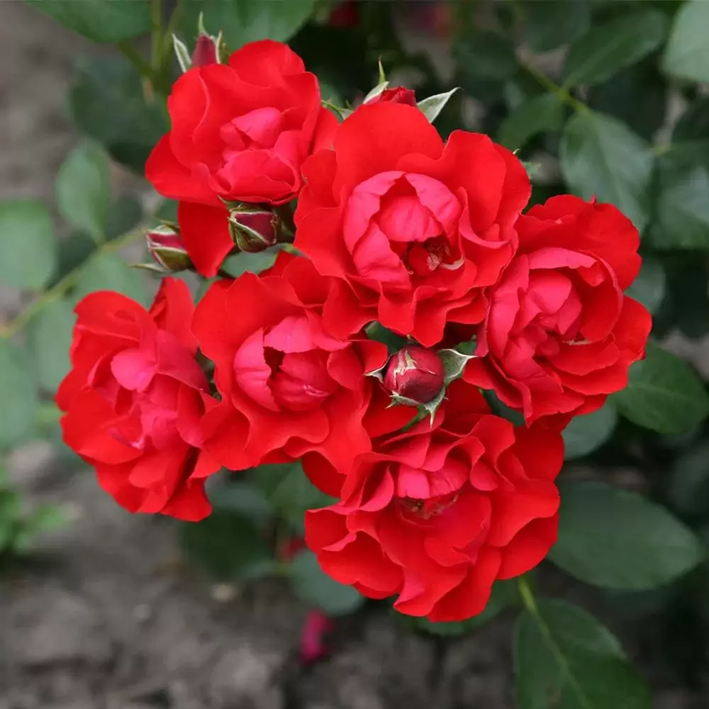 best roses for patio