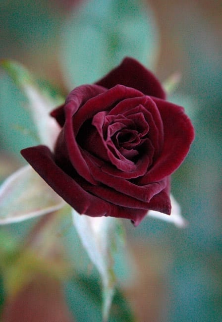 black jade rose