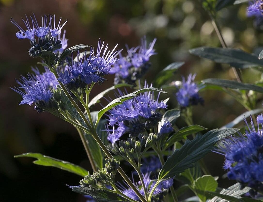 Bushes to Attract Butterflies