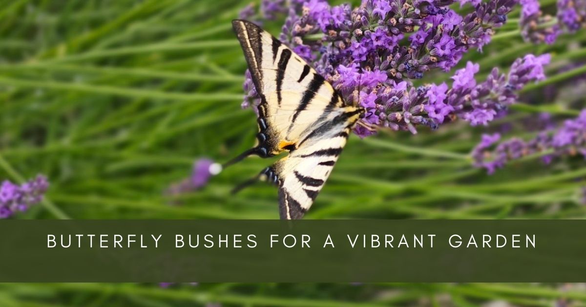 butterfly bushes