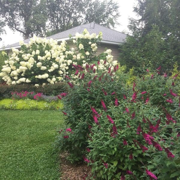 Butterfly Bush