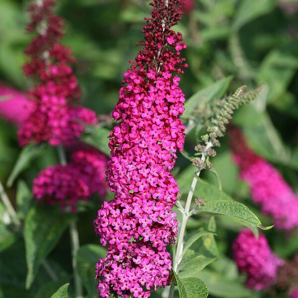 Butterfly Bush