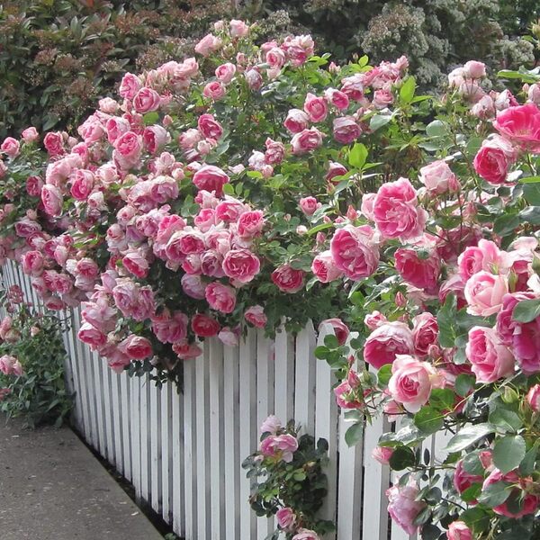 best easy to grow roses
