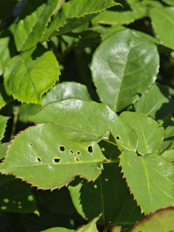 organic caterpillar control,
