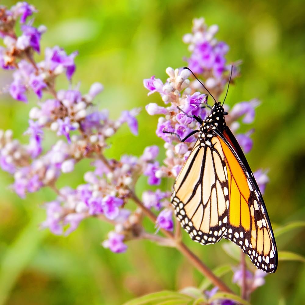 Bushes to Attract Butterflies