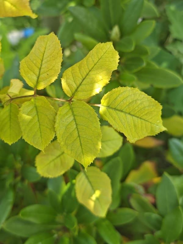 rose leaves turning yellow