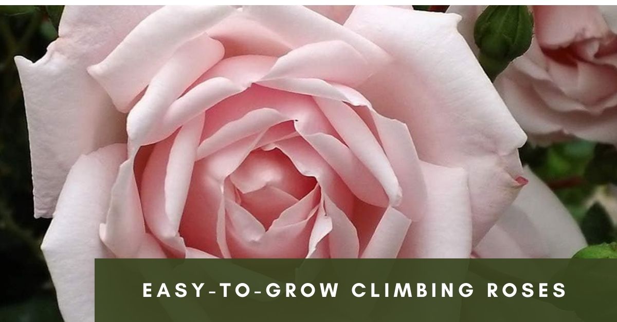 climbing roses