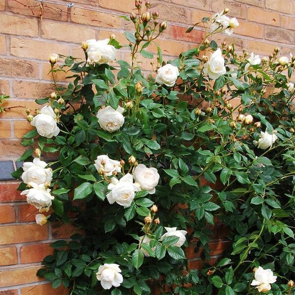 white roses for garden