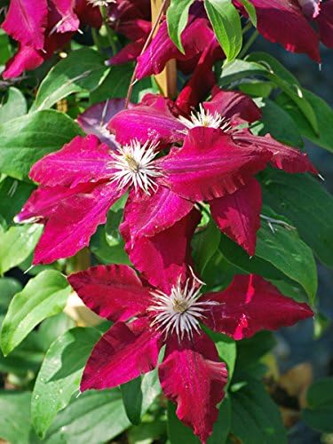 clematis with climbing roses