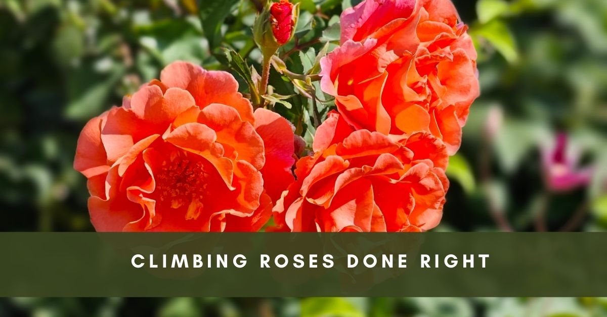 climbing roses