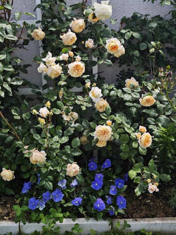 climbing roses