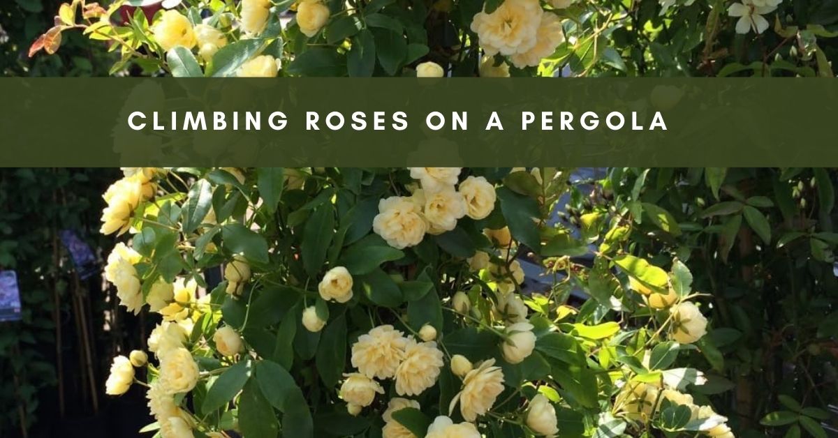 climbing roses foe pergola